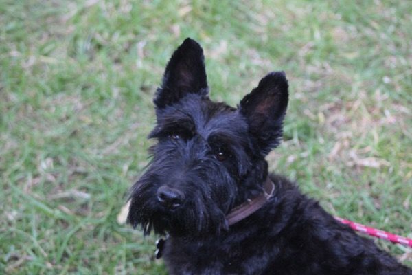 Así puedes denunciar el maltrato animal en Hidalgo