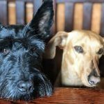 Proponer eliminar el IVA a alimentos para mascotas