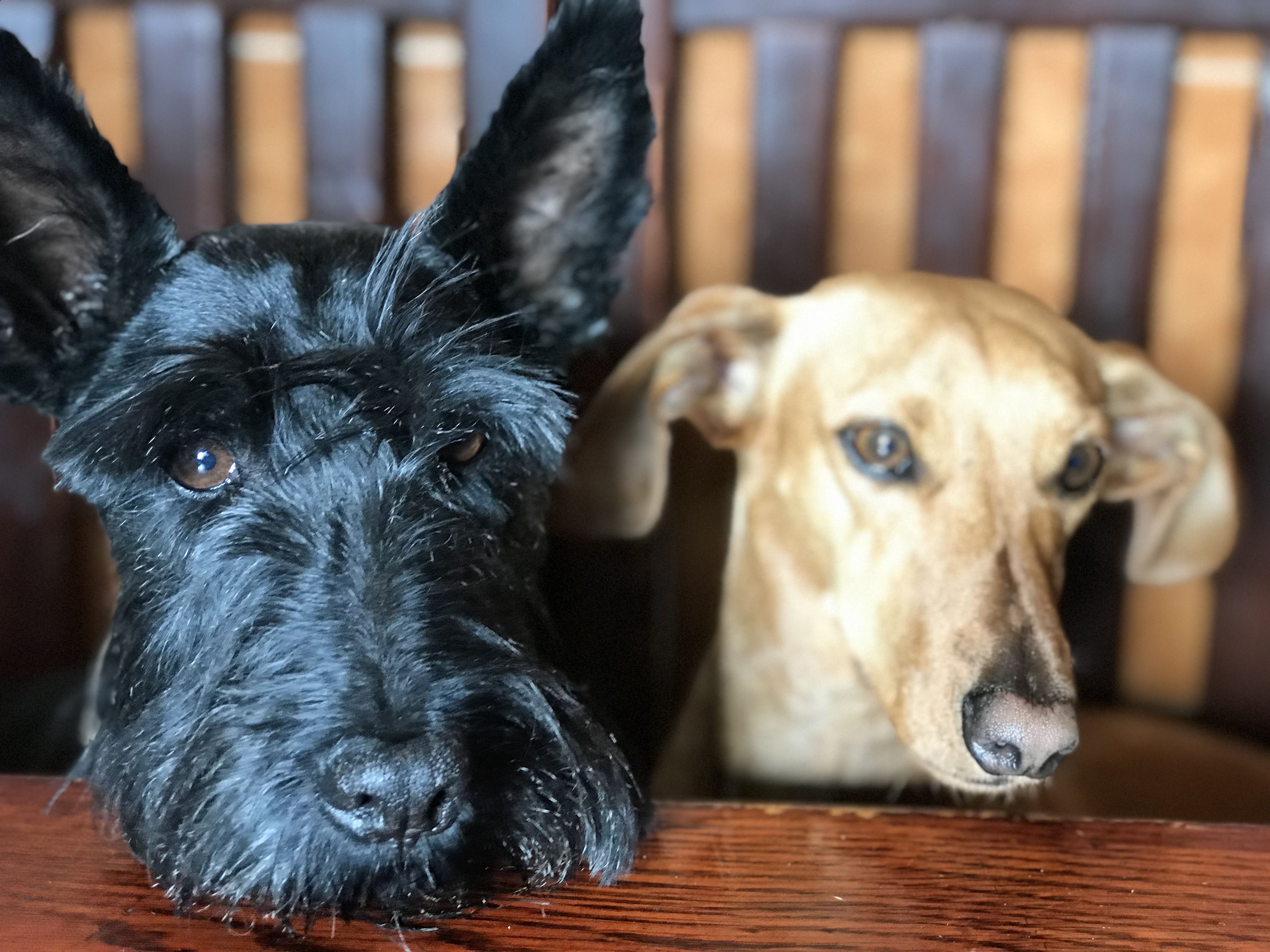 Proponer eliminar el IVA a alimentos para mascotas