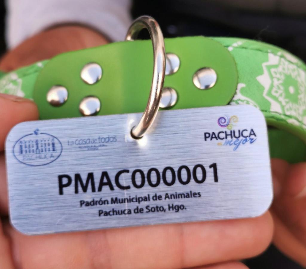 Ya puedes registrar a tus perros y gatos en Pachuca