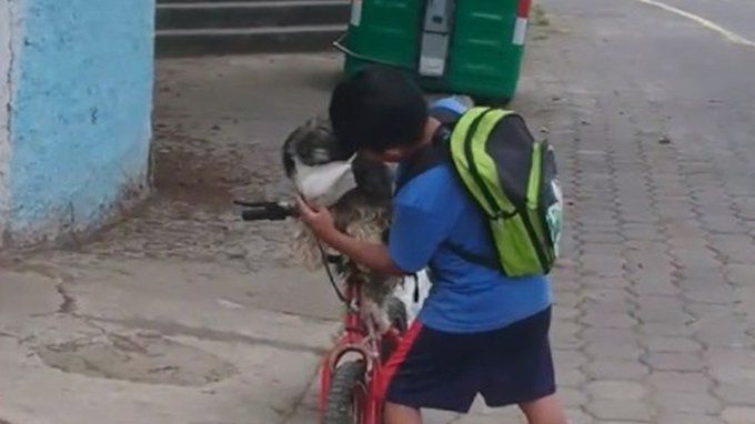 Niño le pone cubrebocas a su perrito para salir a la calle y se vuelve viral