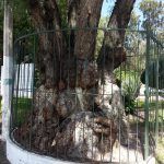 La leyenda del niño del árbol en el Parque Hidalgo