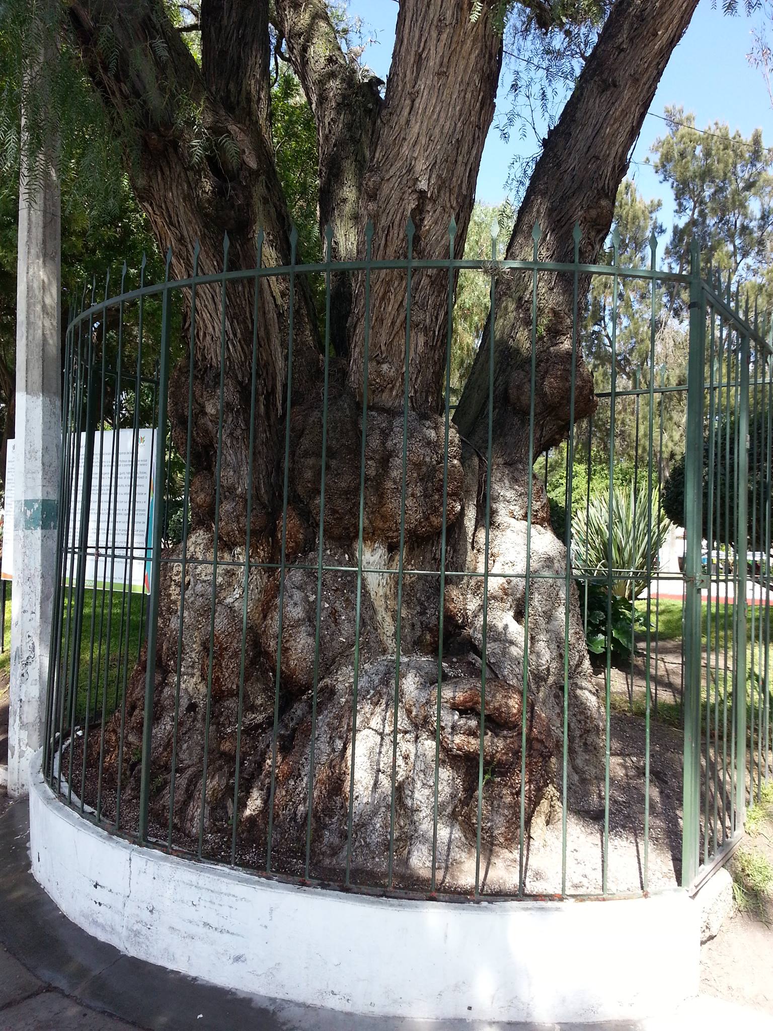 La leyenda del niño del árbol en el Parque Hidalgo