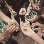 Hoy se celebra el 4/20, Día Mundial de la Marihuana