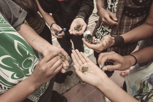 Hoy se celebra el 4/20, Día Mundial de la Marihuana