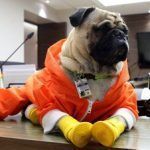 Llegará Harley, el perro terapeuta, a hospital de Pachuca