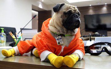 Llegará Harley, el perro terapeuta, a hospital de Pachuca