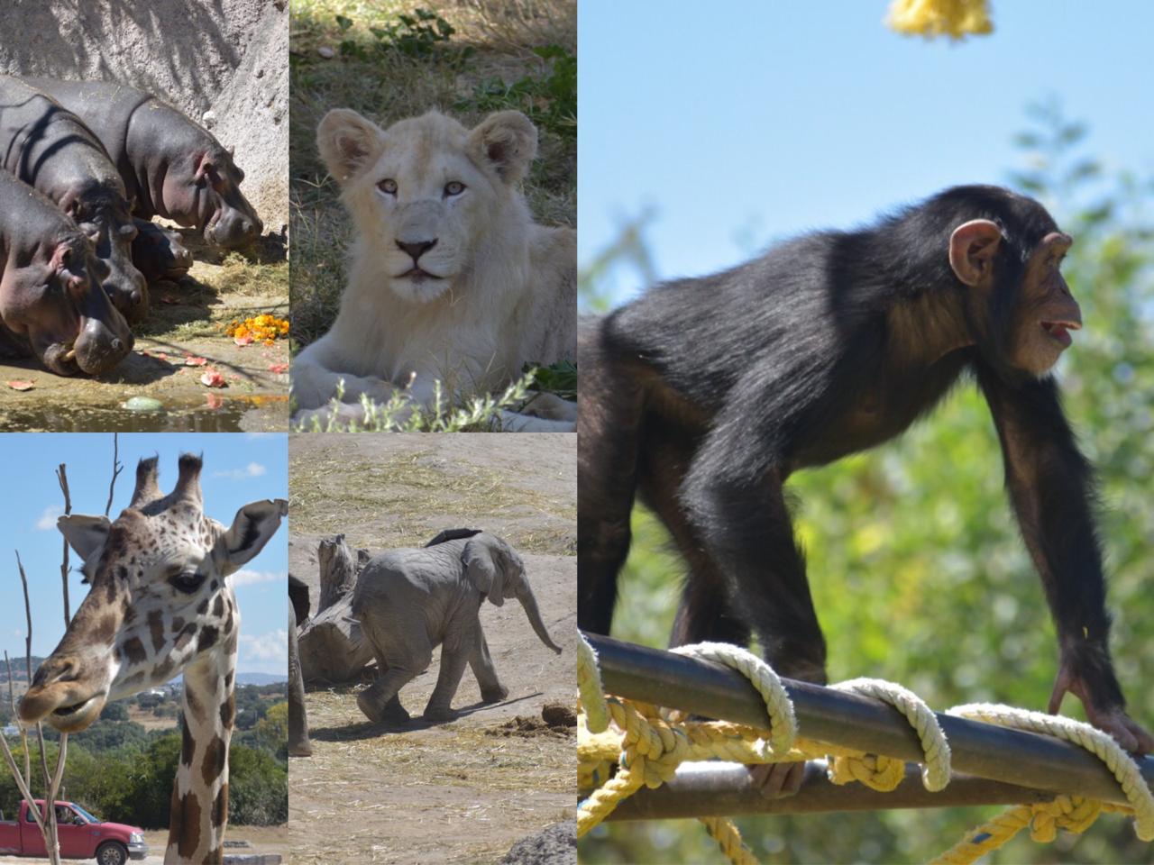 Africam Safari