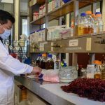 Obtiene la UAEH su primera patente internacional con flor de jamaica