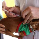 Iniciarán vacunación de perros y gatos en Mineral de la Reforma