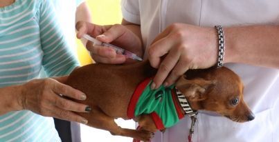Iniciarán vacunación de perros y gatos en Mineral de la Reforma