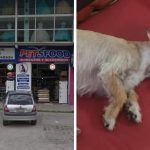 Acusan presunta muerte de mascota tras llevarla a estética, en Pachuca