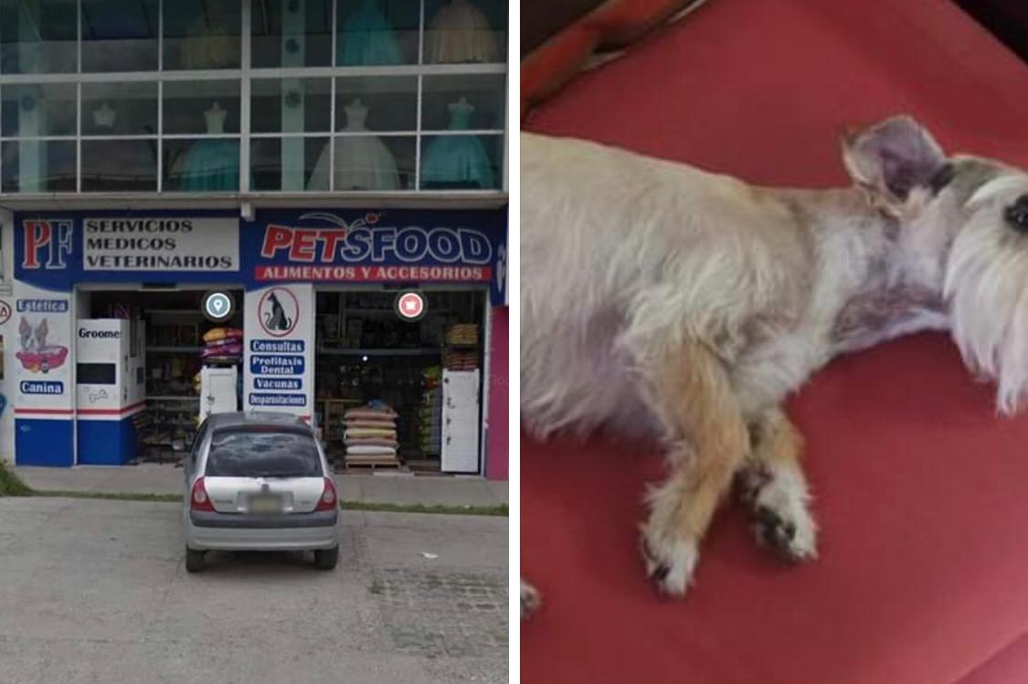 Acusan presunta muerte de mascota tras llevarla a estética, en Pachuca