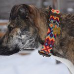 Maximus, perrito rescatado en México que ahora vive en Canadá