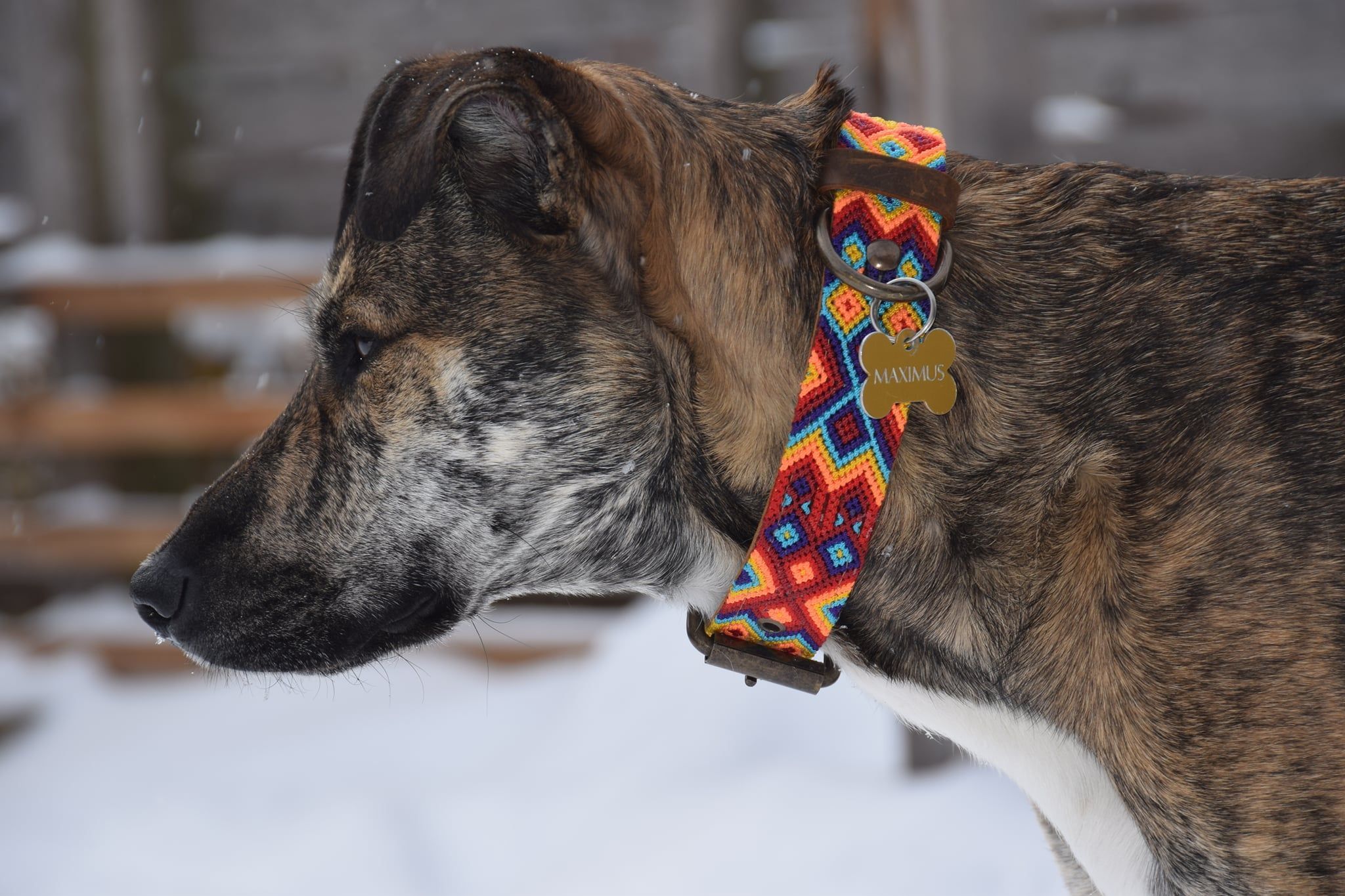 Maximus, perrito rescatado en México que ahora vive en Canadá