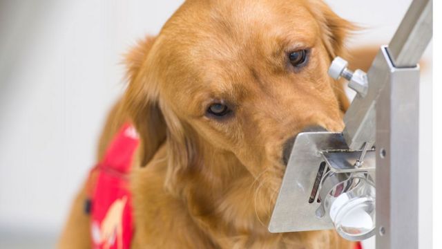 ¿Mascotas pueden contagiarse de Covid-19?