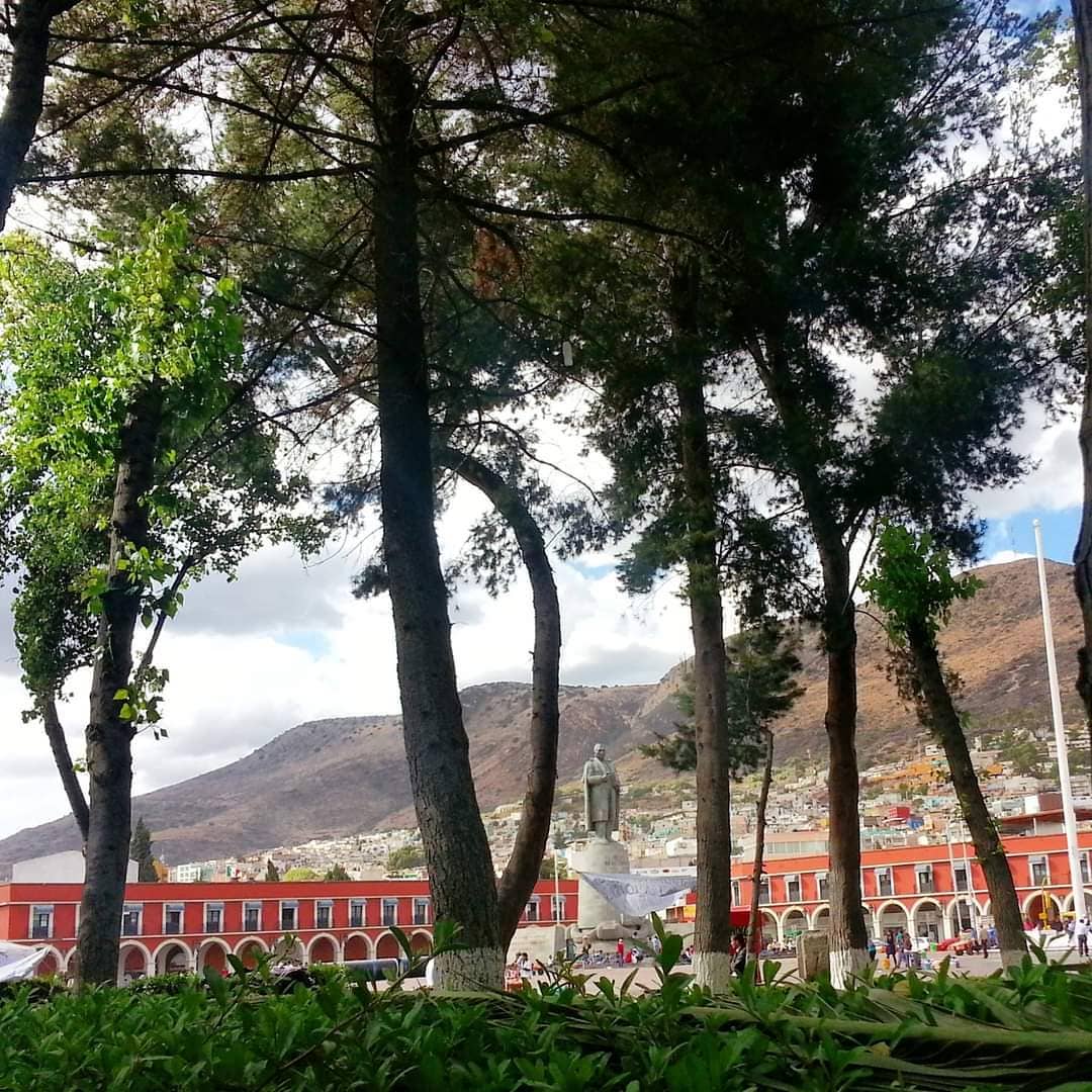 Implementarán medidas por posible plaga en árboles de Pachuca