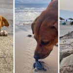 Solovino, el perrito que cuida y ayuda a las tortugas