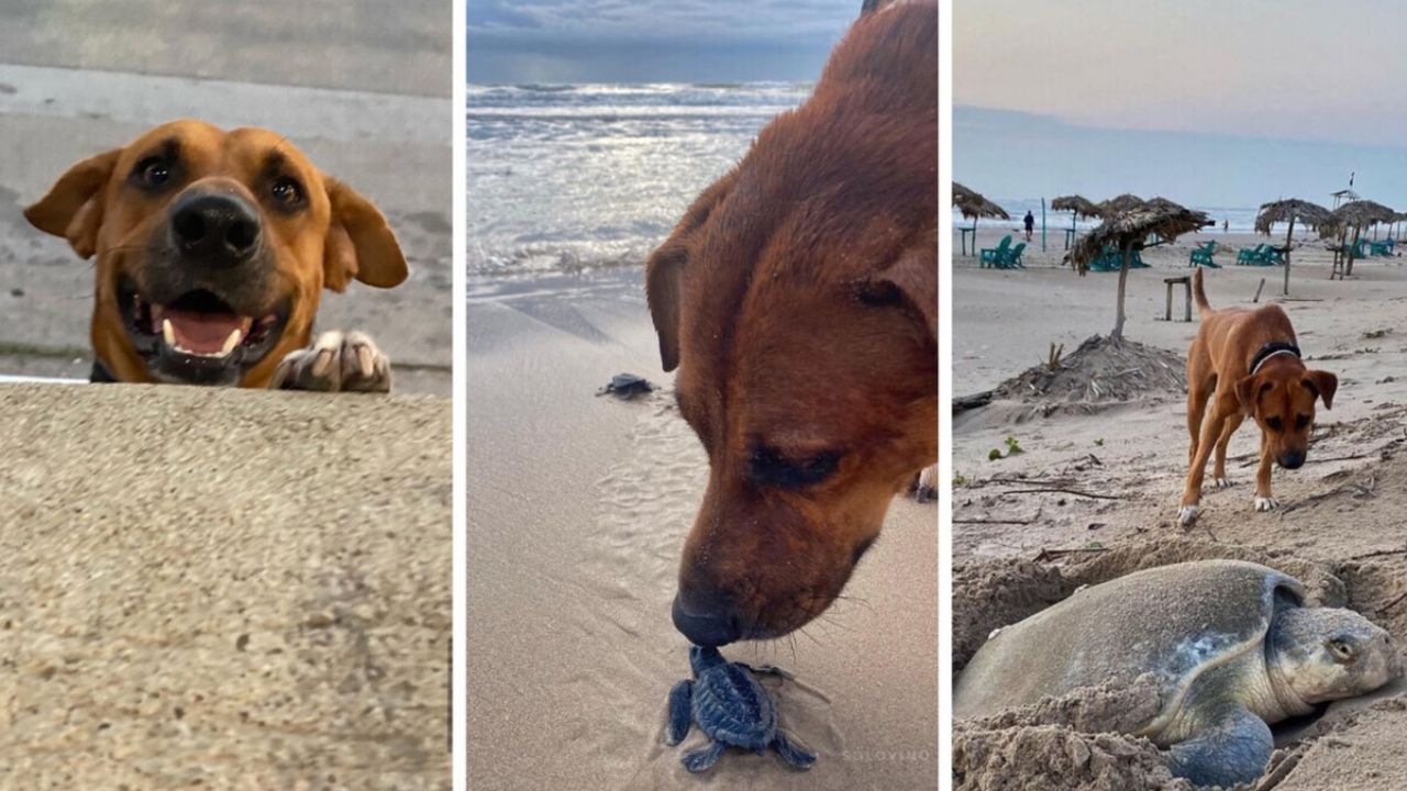 Solovino, el perrito que cuida y ayuda a las tortugas