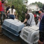 Rescatan a 18 perritos en El Arbolito, en Pachuca