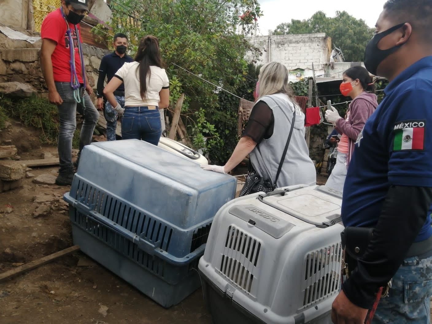 Rescatan a 18 perritos en El Arbolito, en Pachuca