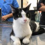 Llaman por una supuesta fiesta multitudinaria: era un gato