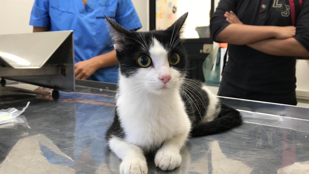 Llaman por una supuesta fiesta multitudinaria: era un gato