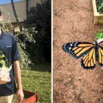 Salva joven a mariposas en peligro de extinción