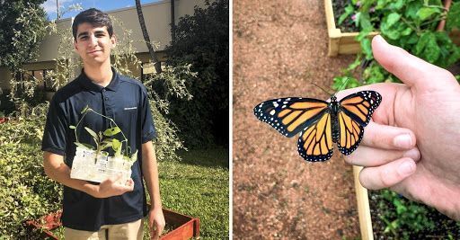 Salva joven a mariposas en peligro de extinción