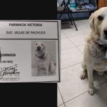 Matute, perrito de Pachuca, se viraliza por ser jefe de seguridad