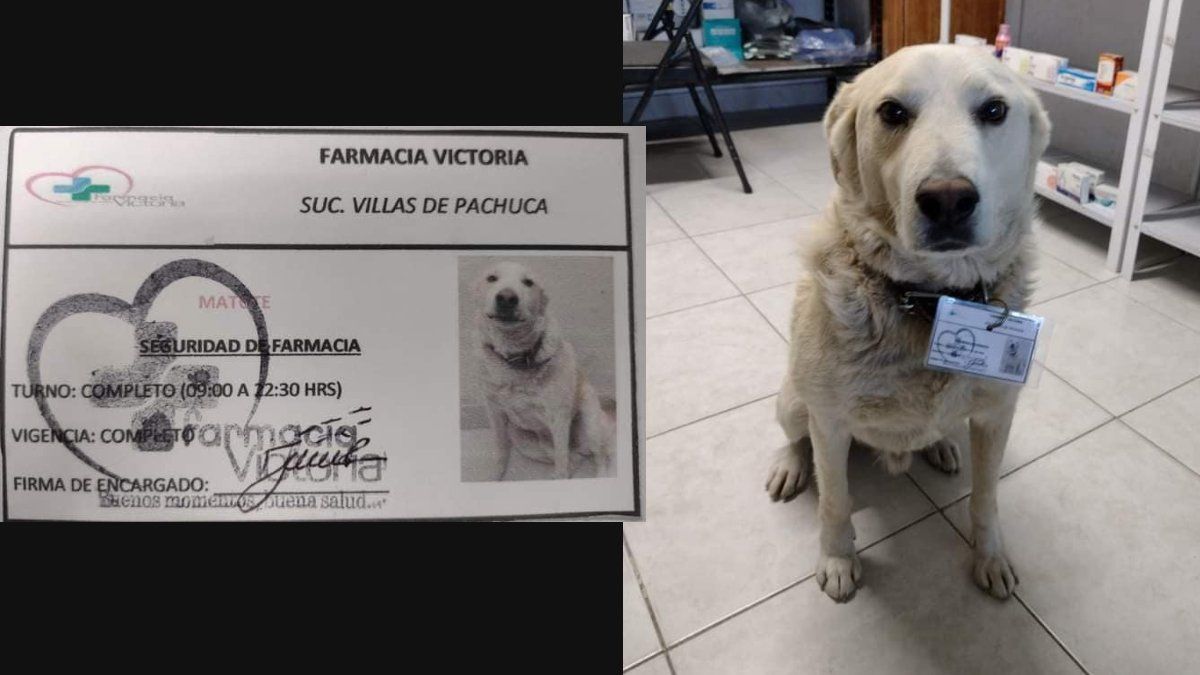 Matute, perrito de Pachuca, se viraliza por ser jefe de seguridad