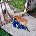 Perro “le regala” una cobija a un callejerito