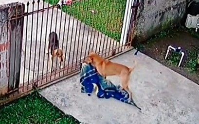 Perro “le regala” una cobija a un callejerito