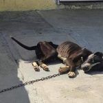 Rescatan a un perro maltratado en Mineral de la Reforma