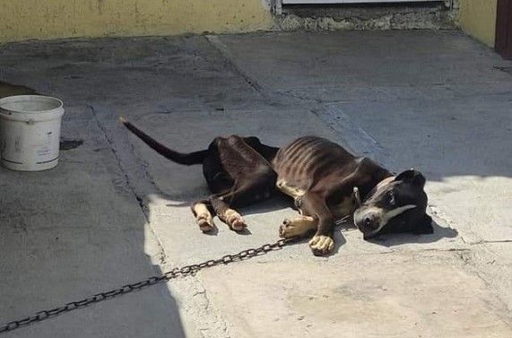Rescatan a un perro maltratado en Mineral de la Reforma