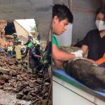 Rescatan a 11 perritos y mueren cuatro tras derrumbe en refugio