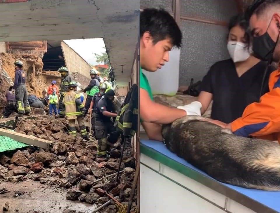 Rescatan a 11 perritos y mueren cuatro tras derrumbe en refugio