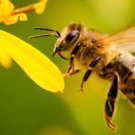 ¿Qué sabemos realmente sobre las abejas? Quizá has escuchado la importancia de las abejas en la polinización de diversos frutos