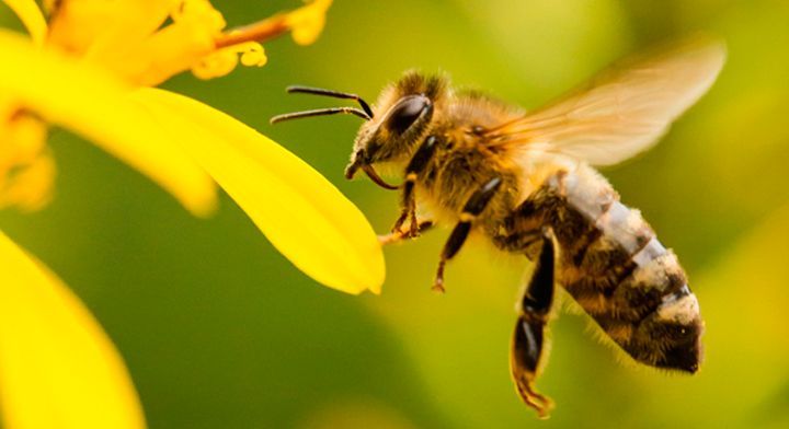 ¿Qué sabemos realmente sobre las abejas? Quizá has escuchado la importancia de las abejas en la polinización de diversos frutos
