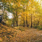 ¿Cuándo y a qué hora inicia el otoño 2024?