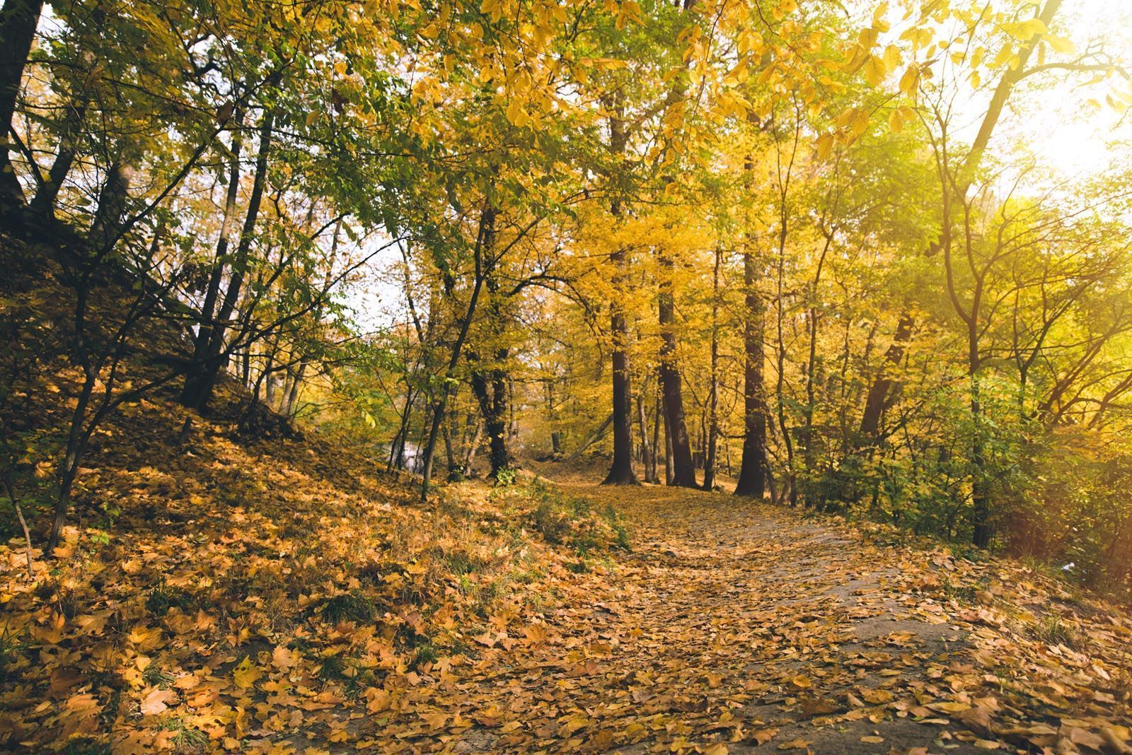 ¿Cuándo y a qué hora inicia el otoño 2024?
