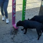 Buscan permiso para poder alimentar a perros en Centro de Pachuca