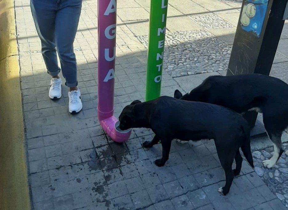 Buscan permiso para poder alimentar a perros en Centro de Pachuca