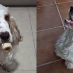 Perrito sordo se vuelve viral por entender la lengua de señas de su dueña
