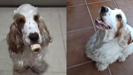Perrito sordo se vuelve viral por entender la lengua de señas de su dueña