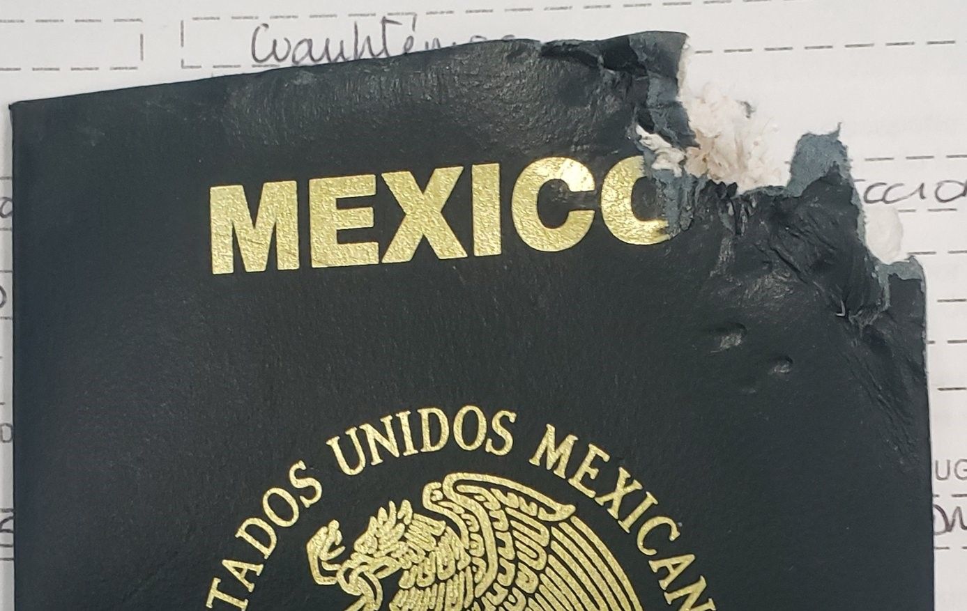Perrita se comió su pasaporte: así lo explicó a autoridades