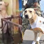 Nerón, el perrito que rescató la Marina y ahora forma parte de sus filas