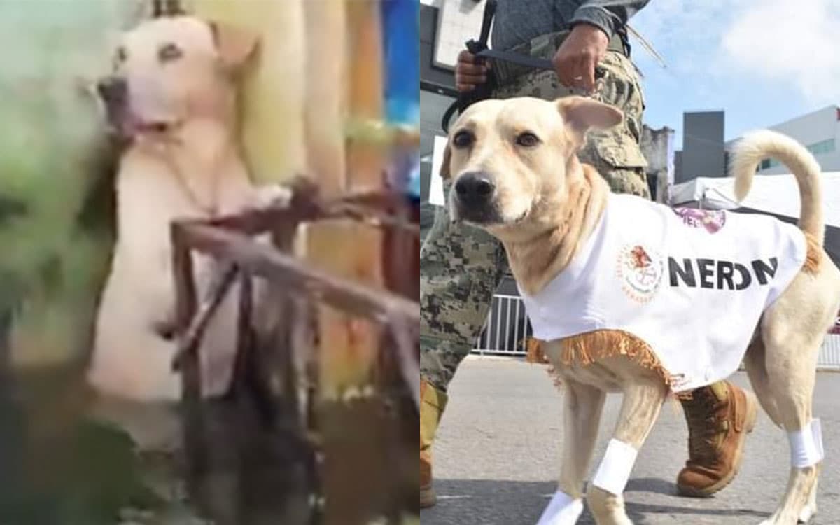 Nerón, el perrito que rescató la Marina y ahora forma parte de sus filas