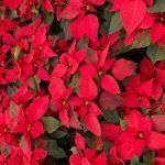 Tips para el cuidado de tu Nochebuena