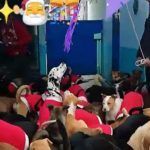 VIDEO Hacen en refugio una posada para perritos
